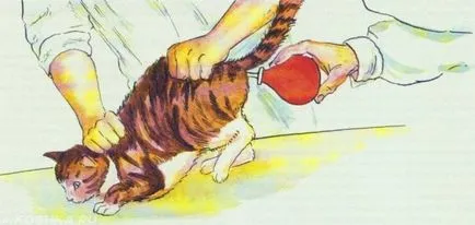 илеус при котките