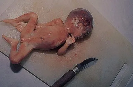 Както китайците ядат ембриони