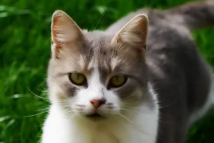 илеус при котките