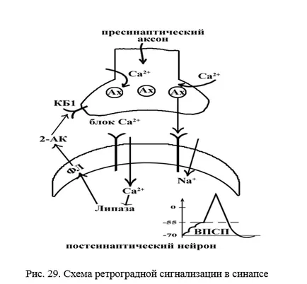 Какво е нервният център