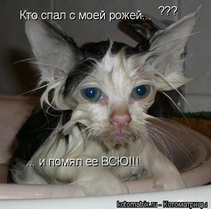 Котки с котки надписи