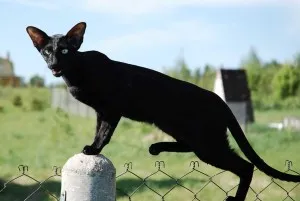 Какво е ориенталски котки