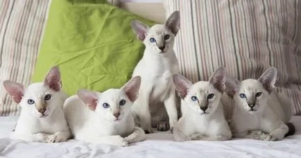 Какво е ориенталски котки