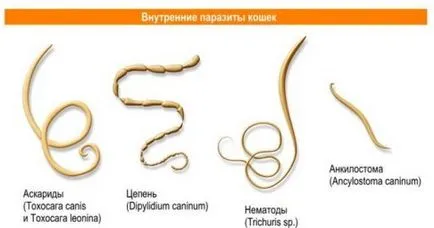 Какво да правите, ако имате червеи