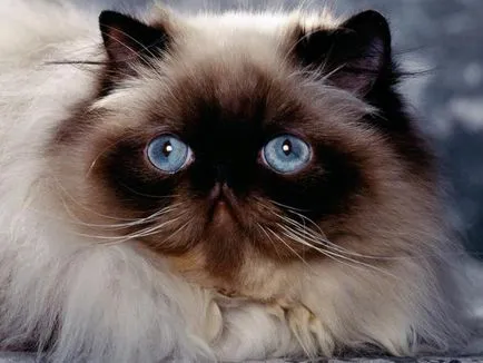 Cat порода мопс муцуна Cat порода мопс муцуна