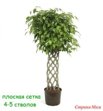 Hogyan szövik növény Hogyan szövik növény