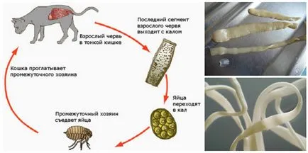 Симптомите на глисти при котките