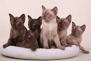 Котки с езика си излиза Котки с езика си излиза