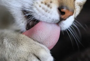 Котки с езика си излиза