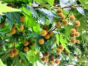 Каква черница
