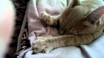 Котка се лапи