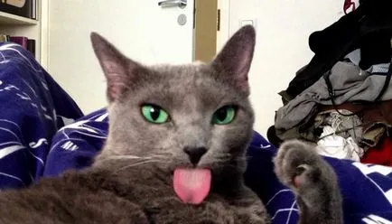 Котки с езика си излиза Котки с езика си излиза