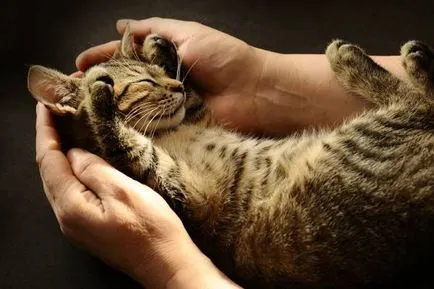 Котка се лапи