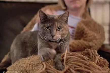 Котка се лапи