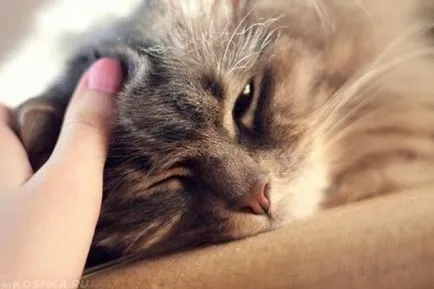 Котка се лапи