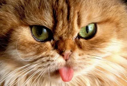 Котки с езика си излиза