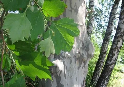 Каква черница