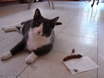 Котка ходи не само в тава