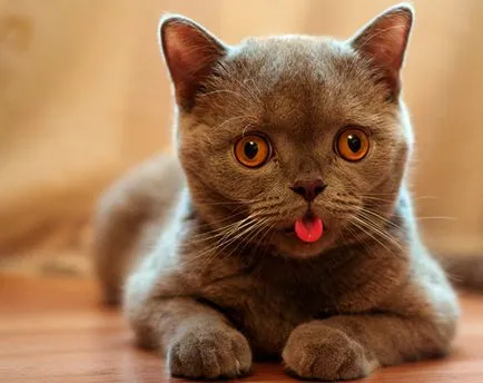 Котки с езика си излиза Котки с езика си излиза