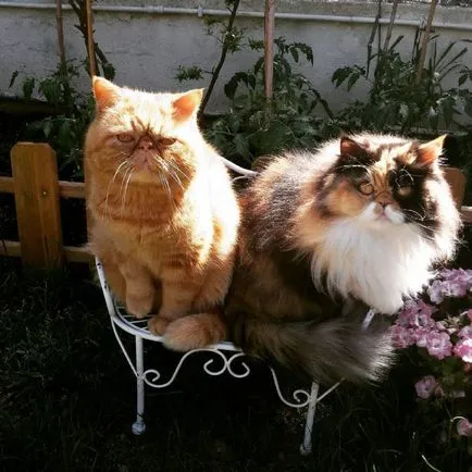 Cat порода мопс муцуна