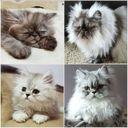 Cat порода мопс муцуна
