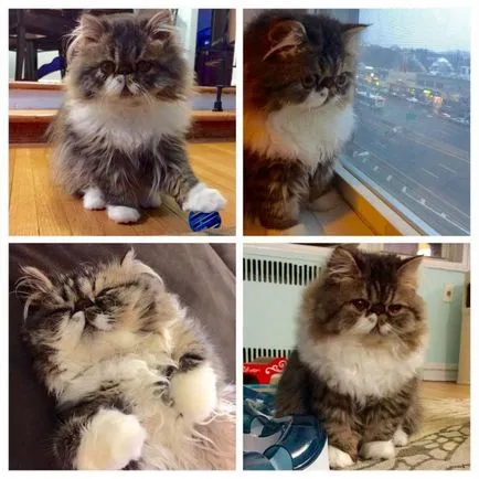Cat порода мопс муцуна