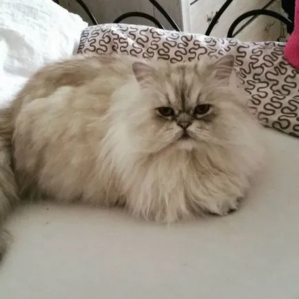 Cat порода мопс муцуна