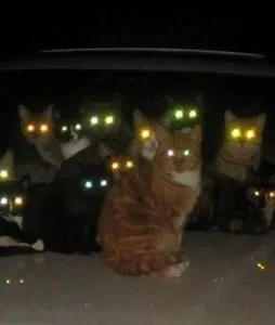 Когато очите му блясък