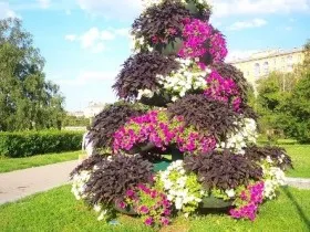 саксия