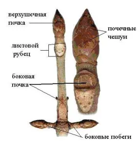 Какво е бъбрек растения