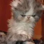 Cat порода мопс муцуна