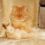 Cat порода мопс муцуна