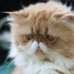 Cat порода мопс муцуна