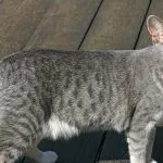 Cat порода с буквата