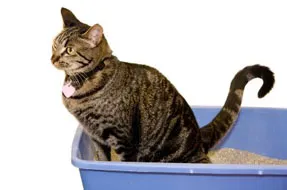 Диария при котките