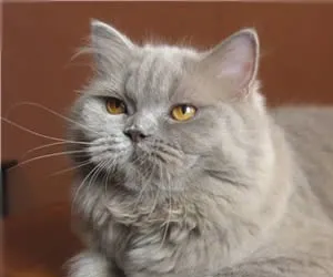 Cat порода с буквата
