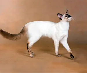 Cat порода с буквата