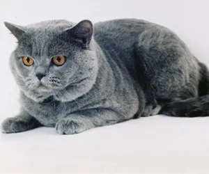Cat порода с буквата