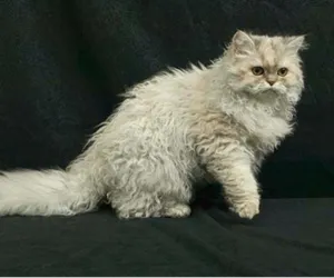Cat порода с буквата