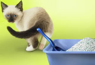 Диария при котките