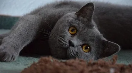 Cat порода мопс муцуна