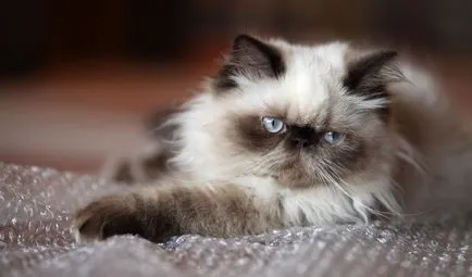 Cat порода мопс муцуна