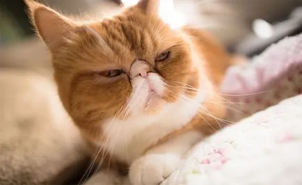 Cat порода мопс муцуна