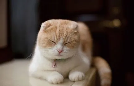Cat порода мопс муцуна