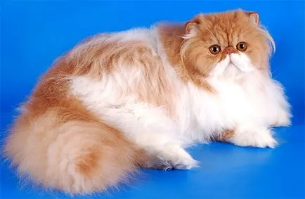 Cat порода мопс муцуна