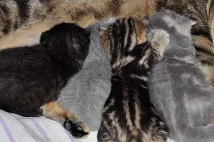Какви са имената на котки породи