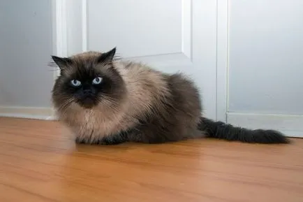 Какви са имената на котки породи