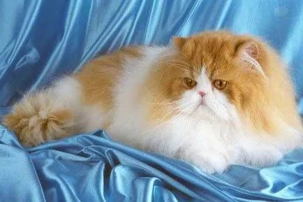 Какви са имената на котки породи