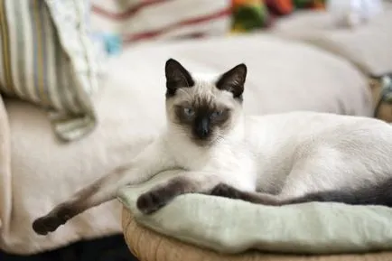 Какви са имената на котки породи