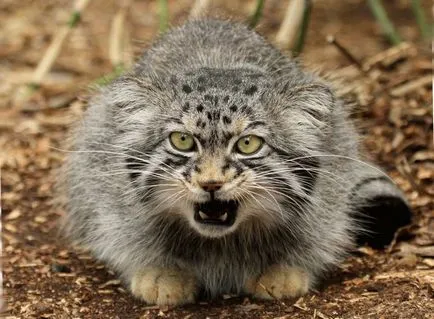 Cat порода мопс муцуна